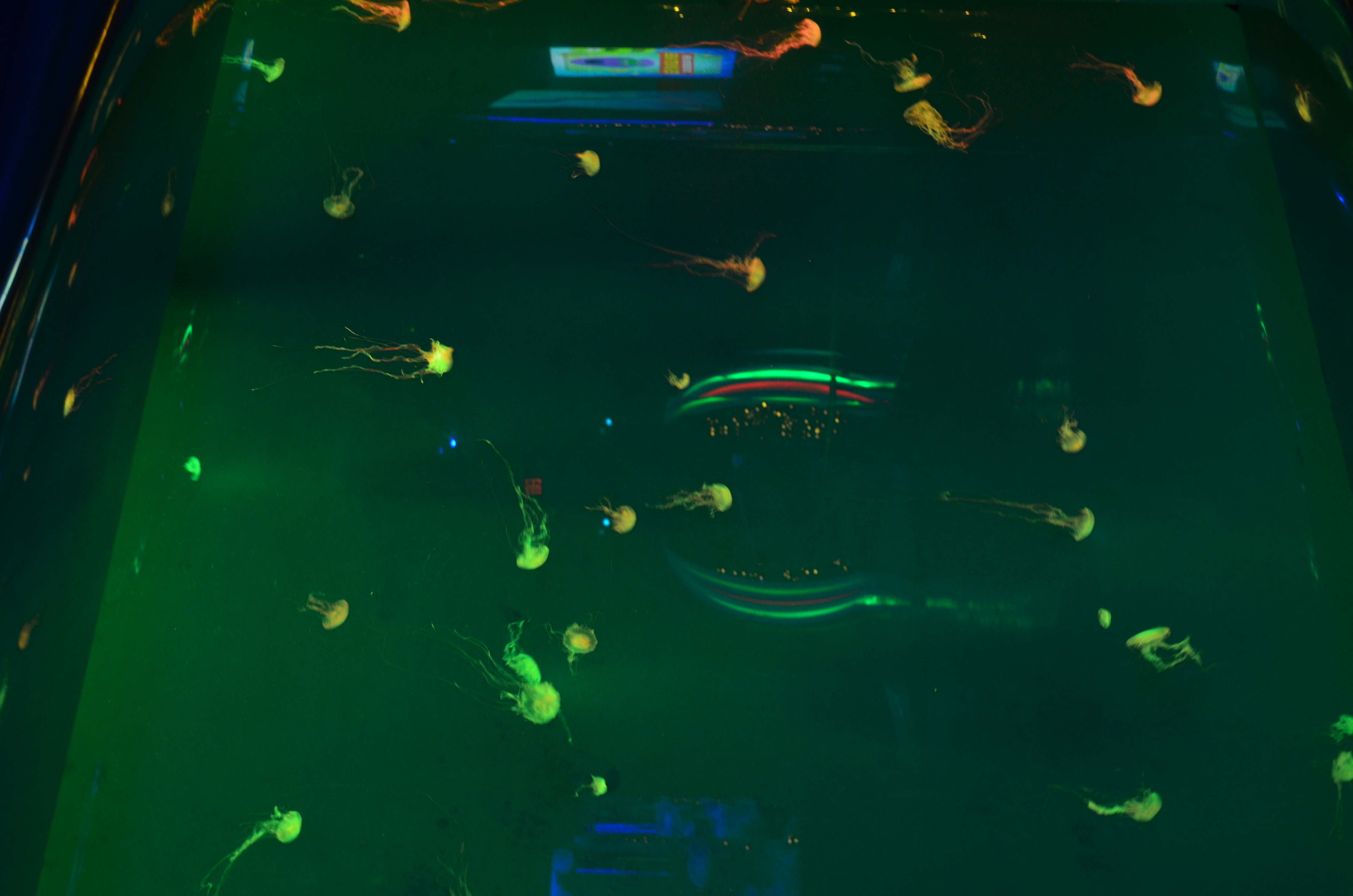 ./2017/21 - Myrtle Beach/ADSC_1013.JPG